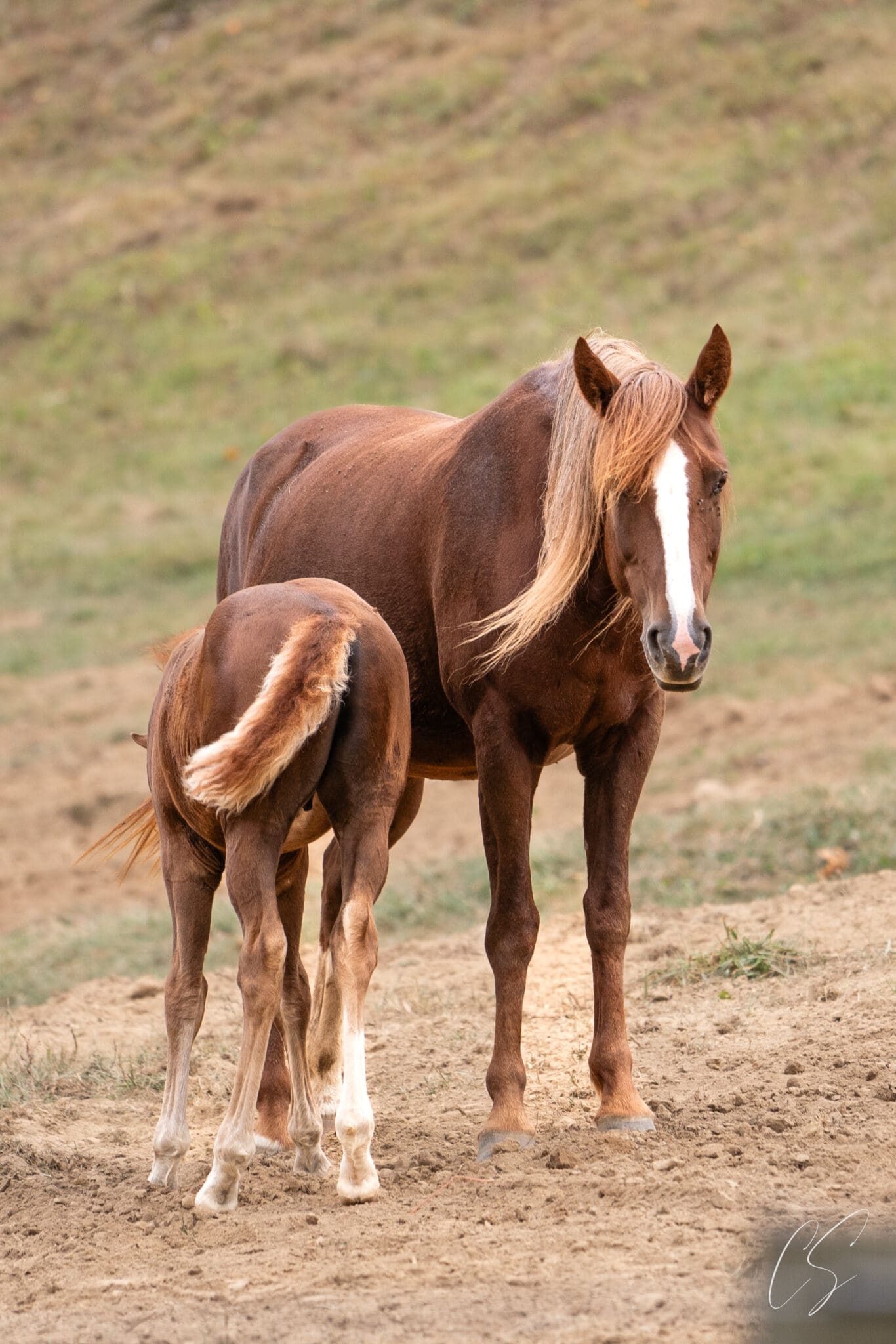 A horse and its foal standing in the dirt.
