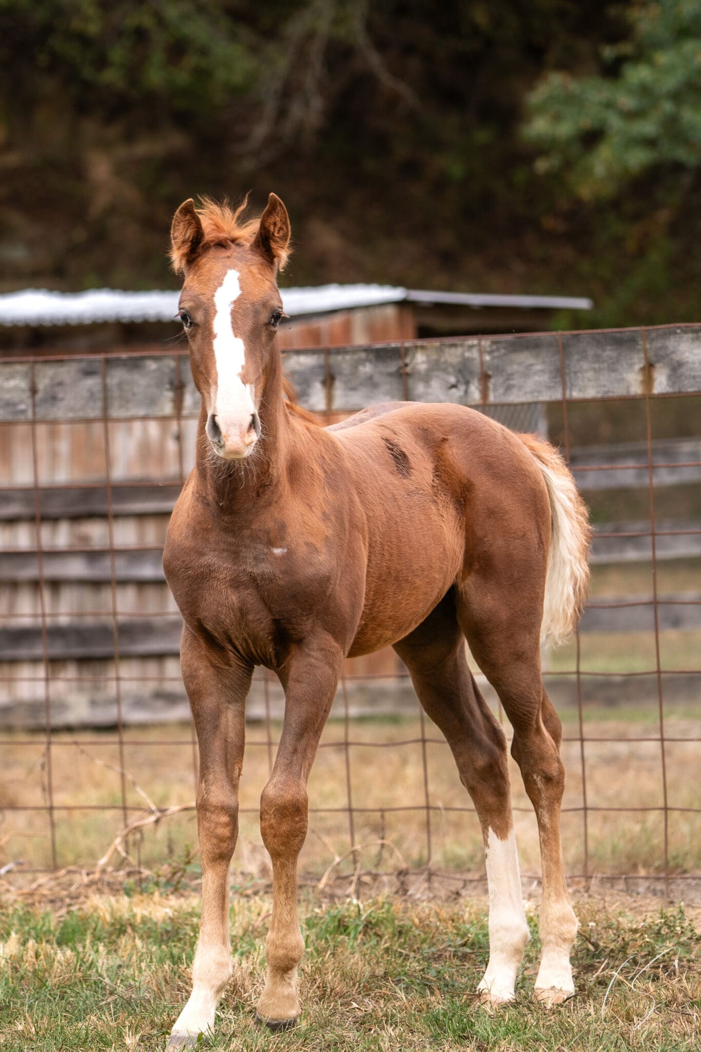 A horse standing in the middle of an enclosure.