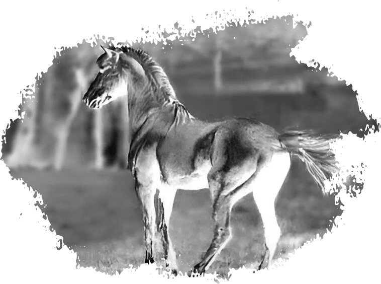 A horse standing in the grass with other horses behind it.