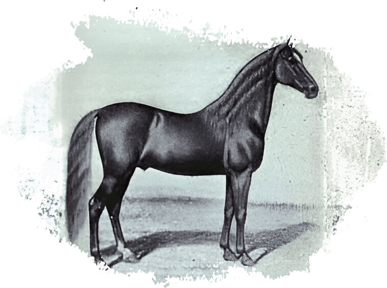 A black and white picture of a horse