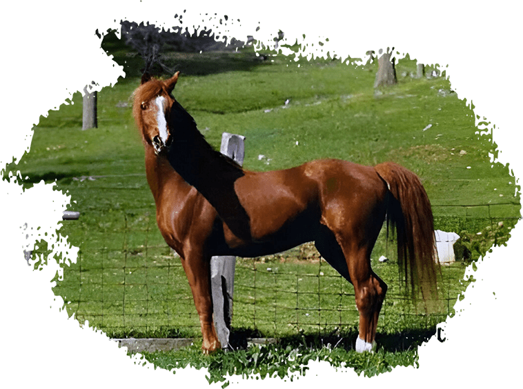 A horse standing in the grass near some trees.