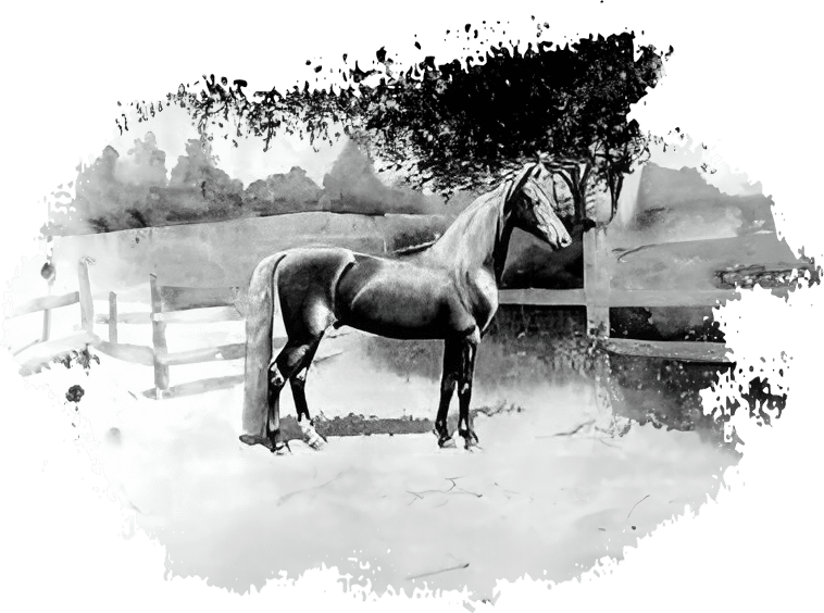 A horse standing in the dirt near a fence.