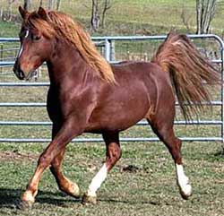 A horse is running in the grass near some trees.