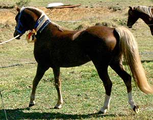 A horse with a white collar standing in the grass.