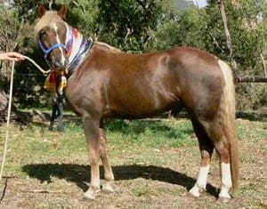 A horse with a blue and white ribbon around its neck.