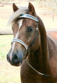 A horse with a white mane and a brown head.