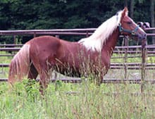 A horse standing in the grass near some trees.