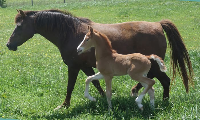 A horse and its foal are walking in the grass.