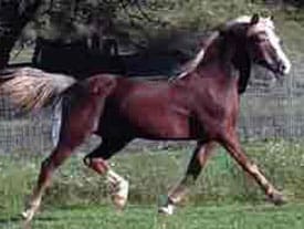 A horse running in the grass with another horse behind it.