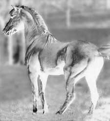 A horse standing in the grass near trees.