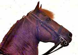 A horse with long mane and brown head.