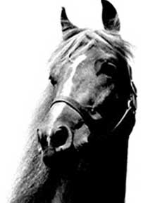 A horse with long mane and head in black and white.