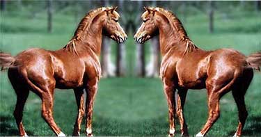 Two horses standing next to each other in a field.