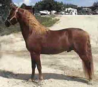 A horse standing on top of a sandy beach.