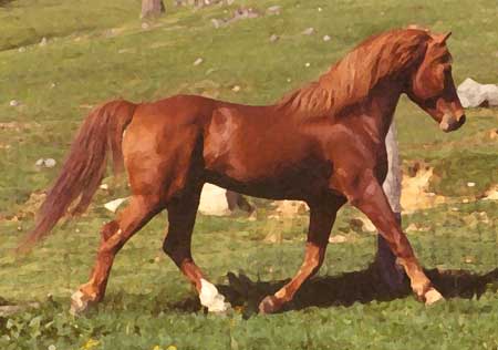 A horse is walking in the grass near some rocks.