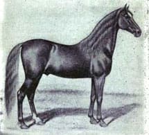 A drawing of a horse standing in the dirt.