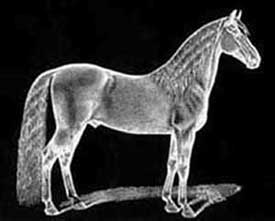 A horse standing on top of a grass covered field.