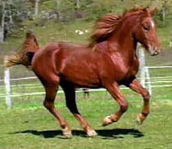 A horse running in the grass near some trees