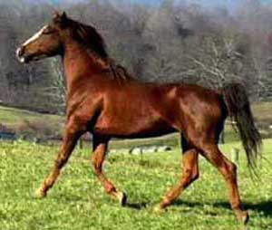A horse is walking in the grass near some trees.