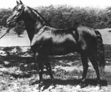 A horse standing in the grass near water.