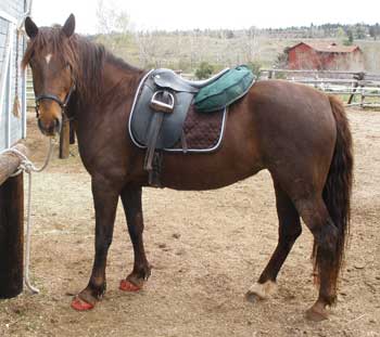 A horse with saddle on its back in the dirt.