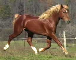 A horse is running in the grass.