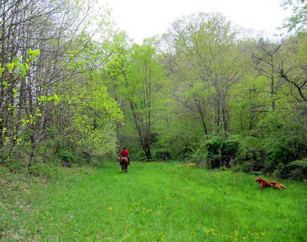 A person standing in the grass with two dogs.