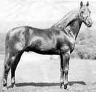 A horse standing in the grass near water.
