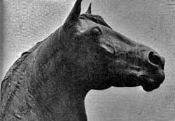 A horse is standing in the grass.