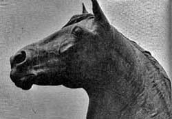 A horse with long hair is standing in the grass.