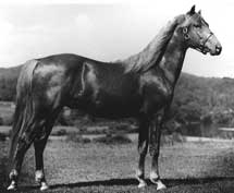 A horse standing in the grass near some trees.