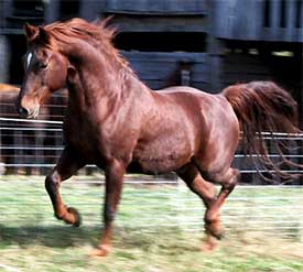 A horse running in the grass near a fence.