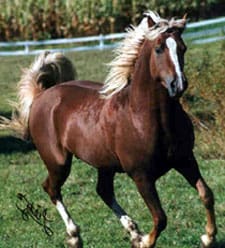 A horse running in the grass with its mane blowing.