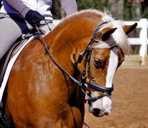 A person riding on the back of a horse.