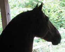 A horse is standing in front of the window.