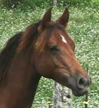 A brown horse standing in the grass near trees.