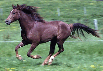 A horse running in the grass with its front legs extended.