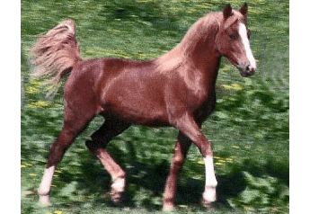 A horse is running in the grass.