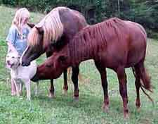 A woman feeding two horses in the grass.
