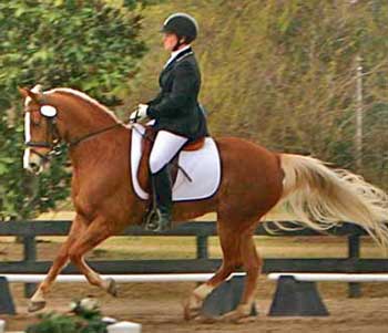 A person riding on the back of a horse.