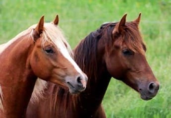 Two horses standing next to each other in a field.