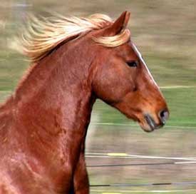 A horse with blond hair running in the grass.