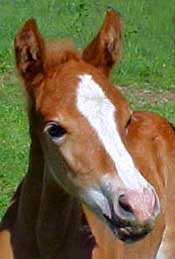 A brown and white horse is standing in the grass.