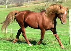 A horse is walking in the grass on its hind legs.