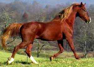 A horse is walking in the grass near trees.