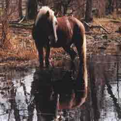 A horse standing in the water near some trees.