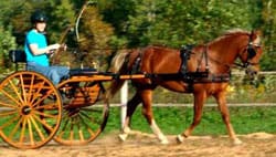 A man riding in the back of a horse drawn carriage.