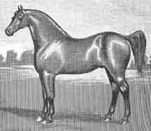 A horse standing in the grass near a fence.