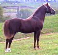 A horse standing in the grass near a fence.