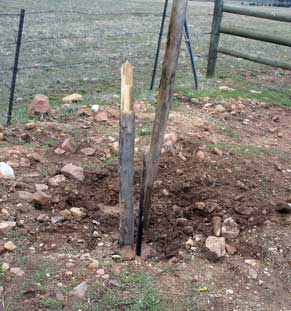 A tree is growing in the ground and has been cut.